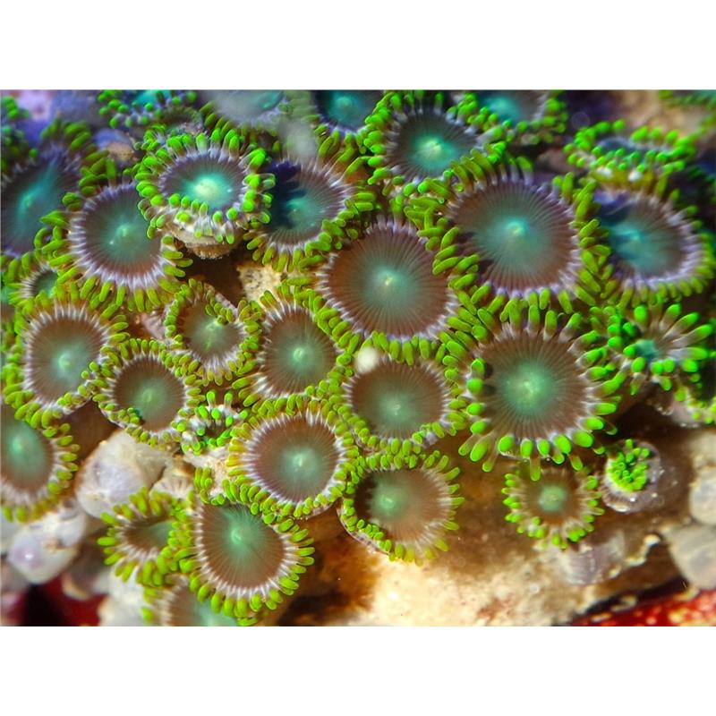 Coral Zoanthus mix color - aquaculture M - imagine 4